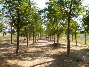 KODAK Digital Still Camera