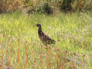 KODAK Digital Still Camera