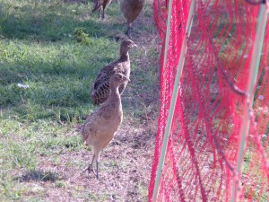 KODAK Digital Still Camera