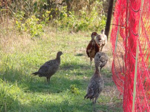 KODAK Digital Still Camera