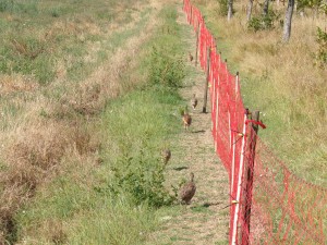 KODAK Digital Still Camera