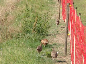 KODAK Digital Still Camera