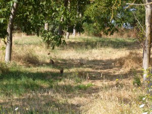 KODAK Digital Still Camera