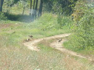 KODAK Digital Still Camera