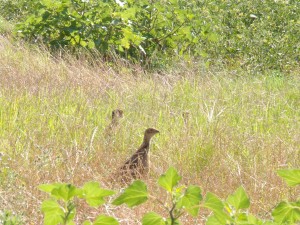 KODAK Digital Still Camera