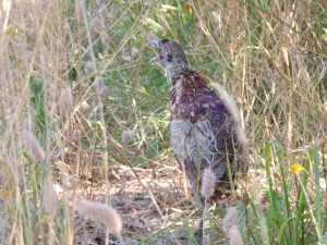 KODAK Digital Still Camera