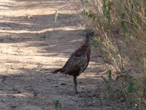 KODAK Digital Still Camera