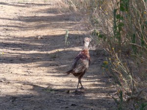 KODAK Digital Still Camera