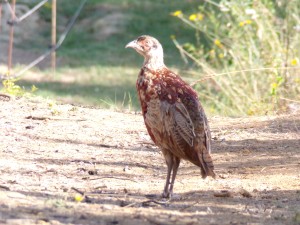 KODAK Digital Still Camera