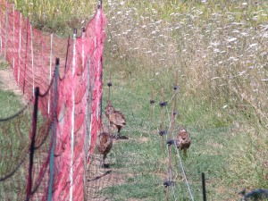 KODAK Digital Still Camera