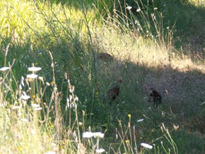 KODAK Digital Still Camera