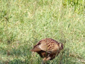 KODAK Digital Still Camera