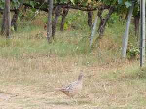 KODAK Digital Still Camera