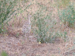 KODAK Digital Still Camera