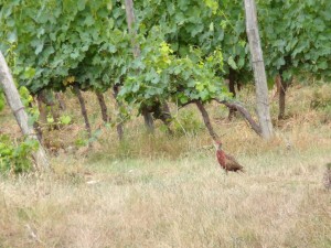 KODAK Digital Still Camera