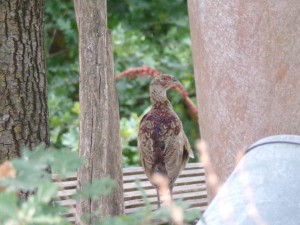 KODAK Digital Still Camera