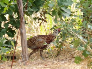 KODAK Digital Still Camera