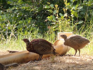 KODAK Digital Still Camera