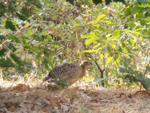 KODAK Digital Still Camera