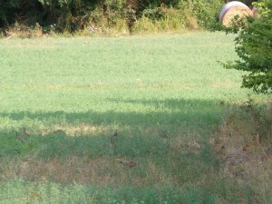 KODAK Digital Still Camera