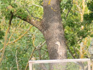 KODAK Digital Still Camera