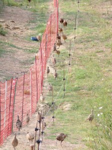 KODAK Digital Still Camera