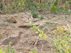 KODAK Digital Still Camera