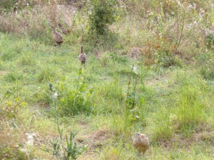 KODAK Digital Still Camera