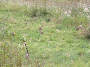 KODAK Digital Still Camera