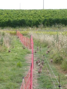 KODAK Digital Still Camera