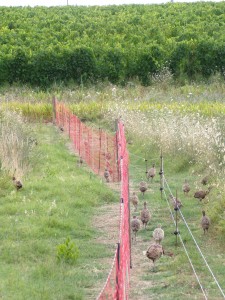 KODAK Digital Still Camera