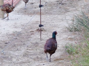 KODAK Digital Still Camera