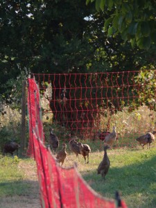 KODAK Digital Still Camera