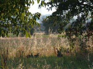 KODAK Digital Still Camera