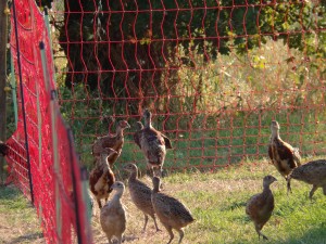 KODAK Digital Still Camera