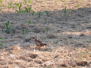 KODAK Digital Still Camera