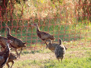 KODAK Digital Still Camera