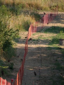 KODAK Digital Still Camera