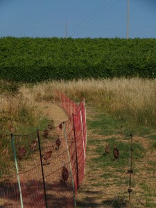 KODAK Digital Still Camera