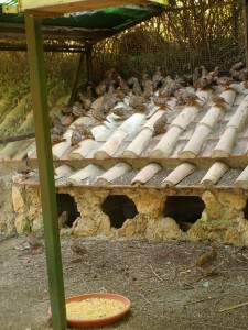 KODAK Digital Still Camera