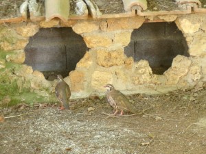 KODAK Digital Still Camera