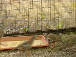 KODAK Digital Still Camera