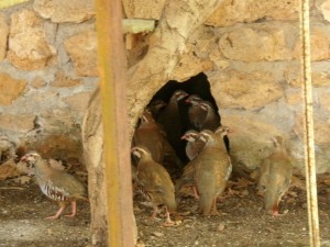 KODAK Digital Still Camera