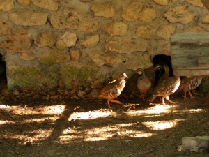 KODAK Digital Still Camera