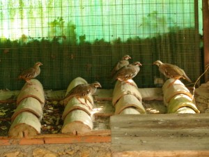 KODAK Digital Still Camera