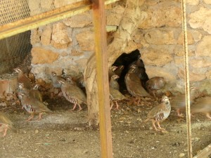 KODAK Digital Still Camera