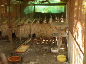 KODAK Digital Still Camera