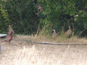 KODAK Digital Still Camera