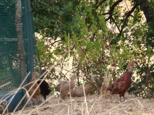 KODAK Digital Still Camera