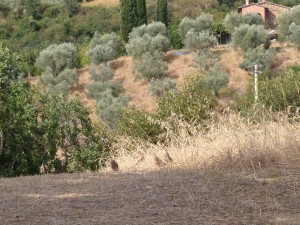 KODAK Digital Still Camera